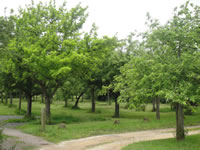 cider orchard